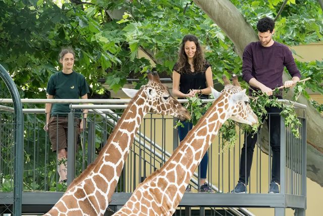 תכנון גן החיות כחלק מהארמון credit to headout.com