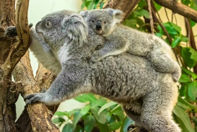 תכנון גן החיות כחלק מהארמון credit to headout.com