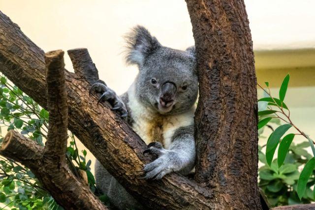 ההיסטוריה של גן החיות הקיסרי בארמון שנברון