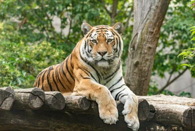 כרטיסי כניסה לגן החיות של ארמון שנברון כולל דילוג על התורים credit to headout.com