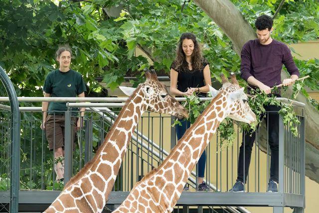 כרטיסי כניסה לגן החיות של ארמון שנברון כולל דילוג על התורים credit to headout.com