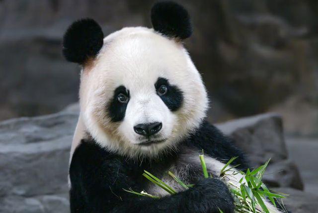 כרטיסי כניסה לגן החיות של ארמון שנברון כולל דילוג על התורים credit to headout.com