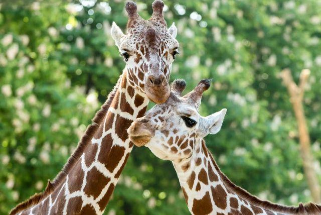 כרטיסי כניסה לגן החיות של ארמון שנברון כולל דילוג על התורים credit to headout.com