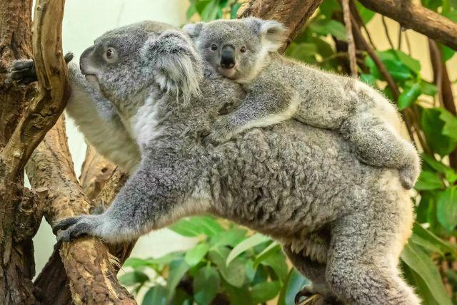 כרטיסי כניסה לגן החיות של ארמון שנברון כולל דילוג על התורים credit to headout.com