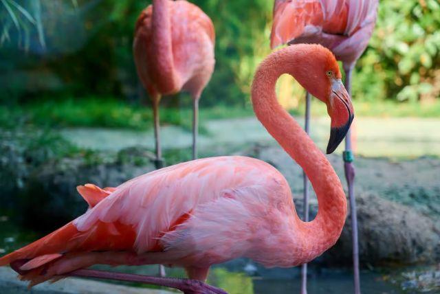 הסעה פרטית לגן החיות של ארמון שנברון בוינה credit to getyourguide.com