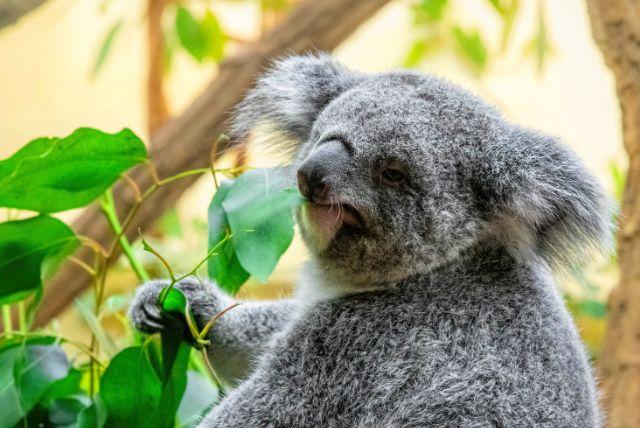 גן החיות שנברון כיום – חוויה למשפחות