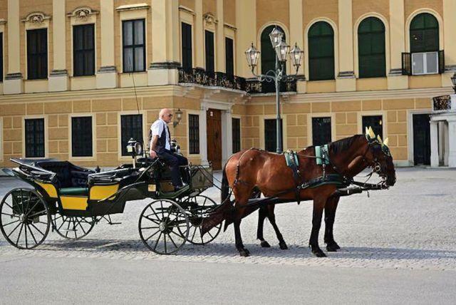 טיול עם כרכרה וסוסים ברחבי גני שנברון credit to getyourguide.com