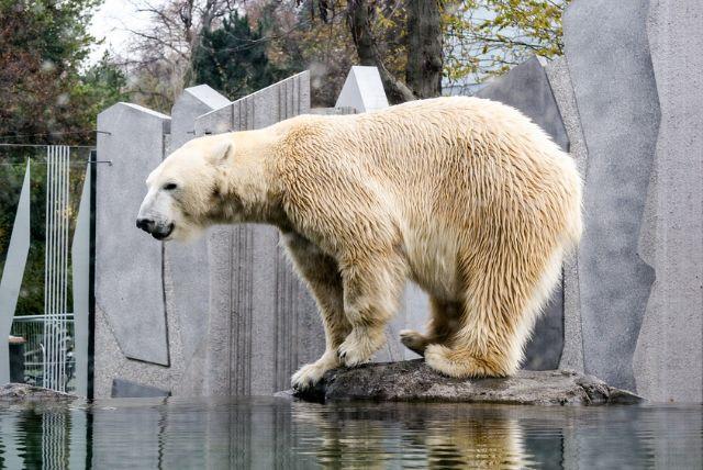 גן החיות שנברון – העתיק בעולם בארמון שנברון