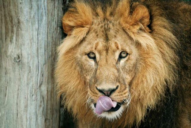 ארמון שנברון וגן החיות - כרטיס משולב credit to tiqets.com