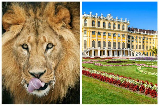 ארמון שנברון וגן החיות - כרטיס משולב credit to tiqets.com