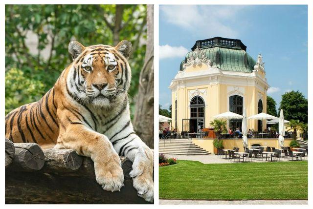 ארמון שנברון גן חיות credit to headout.com